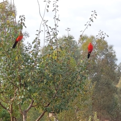 Alisterus scapularis (Australian King-Parrot) at Albury - 5 Mar 2024 by RobCook