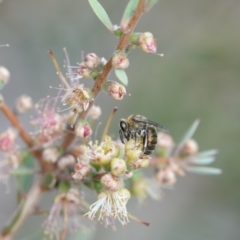 Leioproctus sp. (genus) (Plaster bee) at Hall, ACT - 6 Mar 2024 by Anna123