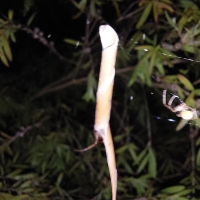 Phonognatha graeffei (Leaf Curling Spider) at Wirlinga, NSW - 27 Feb 2024 by RobCook