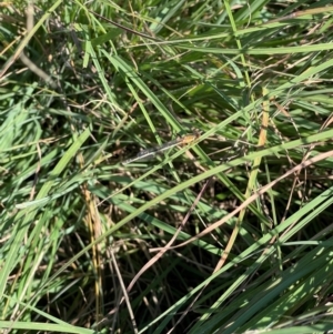 Xanthagrion erythroneurum at Crace Grassland (CR_2) - 6 Mar 2024