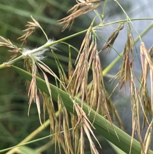 Phragmites australis at Namadgi National Park - 6 Mar 2024