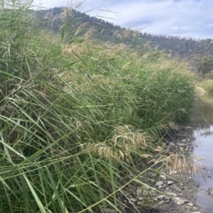 Phragmites australis at Namadgi National Park - 6 Mar 2024