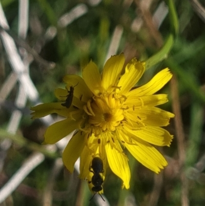 Apiformes (informal group) (Unidentified bee) at Crace Grassland (CR_2) - 24 Feb 2024 by MiaThurgate