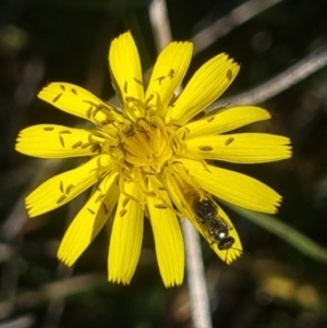 Apiformes (informal group) at Crace Grassland (CR_2) - 25 Feb 2024