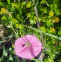 Apiformes (informal group) at Crace Grassland (CR_2) - 25 Feb 2024