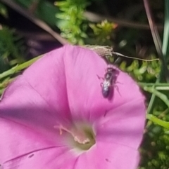 Apiformes (informal group) at Crace Grassland (CR_2) - 25 Feb 2024