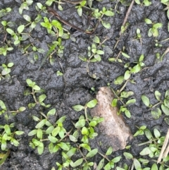 Elatine gratioloides (Waterwort) at Tennent, ACT - 6 Mar 2024 by JaneR