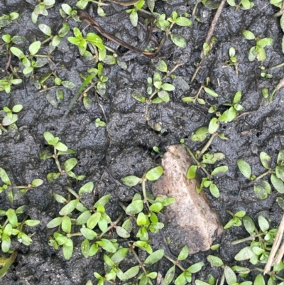 Elatine gratioloides (Waterwort) at Tennent, ACT - 6 Mar 2024 by JaneR