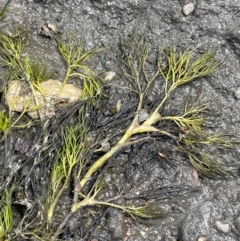Ranunculus trichophyllus at Namadgi National Park - 6 Mar 2024 by JaneR