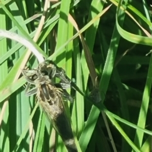 Asilidae (family) at Crace Grassland (CR_2) - 25 Feb 2024