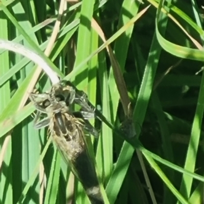 Asilidae (family) (Unidentified Robber fly) at Crace Grassland (CR_2) - 24 Feb 2024 by MiaThurgate