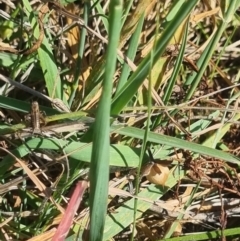 Bobilla sp. (genus) (A Small field cricket) at Crace Grassland (CR_2) - 24 Feb 2024 by MiaThurgate
