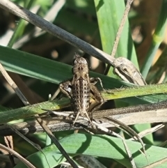 Bobilla sp. (genus) at Crace Grassland (CR_2) - 25 Feb 2024