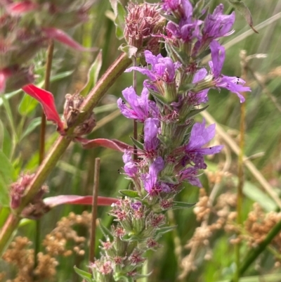 Lythrum salicaria (Purple Loosestrife) at Tennent, ACT - 6 Mar 2024 by JaneR