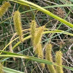 Carex fascicularis (Tassel Sedge) at Namadgi National Park - 6 Mar 2024 by JaneR