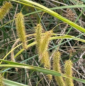 Carex fascicularis at Namadgi National Park - 6 Mar 2024 01:54 PM