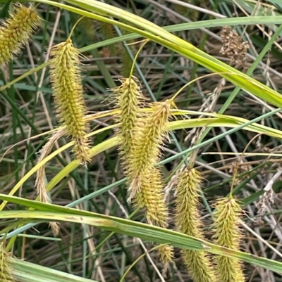 Carex fascicularis (Tassel Sedge) at Namadgi National Park - 6 Mar 2024 by JaneR