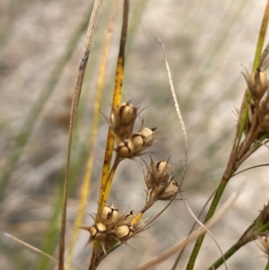 Juncus tenuis at Namadgi National Park - 6 Mar 2024