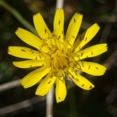 Thysanoptera (order) (Thrips) at Crace Grassland (CR_2) - 24 Feb 2024 by MiaThurgate