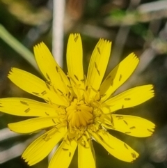 Thysanoptera (order) at Crace Grassland (CR_2) - 25 Feb 2024 10:53 AM