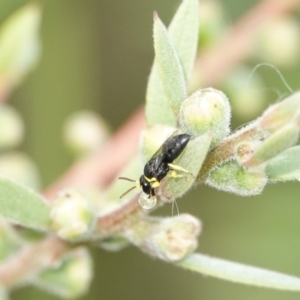 Hylaeus (Gnathoprosopis) euxanthus at Hall, ACT - 6 Mar 2024