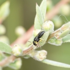Hylaeus (Gnathoprosopis) euxanthus (Plasterer bee) at Hall, ACT - 6 Mar 2024 by Anna123