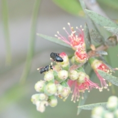 Hylaeus (Gnathoprosopis) euxanthus at Hall, ACT - 6 Mar 2024