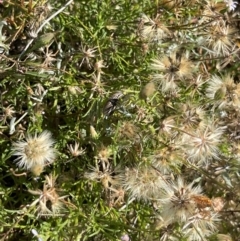 Naupactus leucoloma (White-fringed weevil) at Crace Grassland (CR_2) - 6 Mar 2024 by MiaThurgate