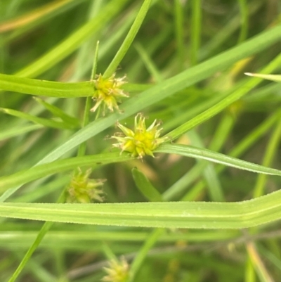 Cyperus sphaeroideus (Scented Sedge) at Tennent, ACT - 6 Mar 2024 by JaneR