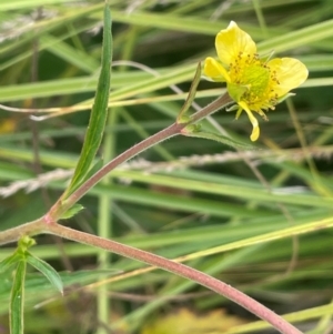 Geum urbanum at Namadgi National Park - 6 Mar 2024 02:39 PM