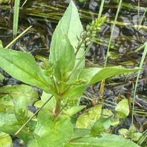 Veronica anagallis-aquatica at Namadgi National Park - 6 Mar 2024 02:59 PM