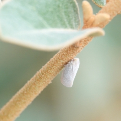Anzora unicolor (Grey Planthopper) at Hall, ACT - 6 Mar 2024 by Anna123