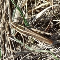 Unidentified Grasshopper (several families) at Campbellfield, VIC - 15 Apr 2007 by WendyEM
