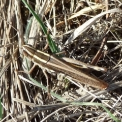 Macrotona australis at Campbellfield, VIC - 15 Apr 2007 by WendyEM