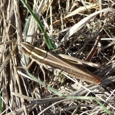 Unidentified Grasshopper (several families) at Campbellfield, VIC - 15 Apr 2007 by WendyEM