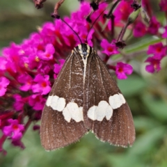 Nyctemera amicus (Senecio Moth, Magpie Moth, Cineraria Moth) at QPRC LGA - 6 Mar 2024 by MatthewFrawley