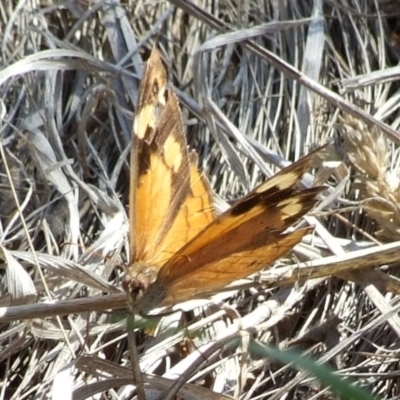 Unidentified Nymph (Nymphalidae) at Campbellfield, VIC - 15 Apr 2007 by WendyEM