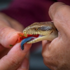 Tiliqua scincoides scincoides (Eastern Blue-tongue) at Ainslie, ACT - 6 Mar 2024 by trevsci