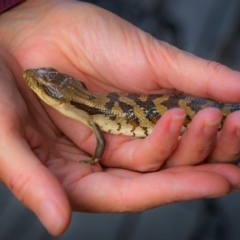 Tiliqua scincoides scincoides at Ainslie, ACT - 6 Mar 2024