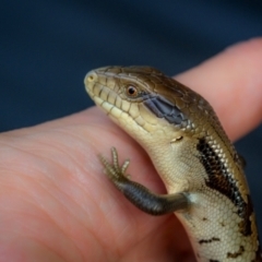 Tiliqua scincoides scincoides at Ainslie, ACT - 6 Mar 2024