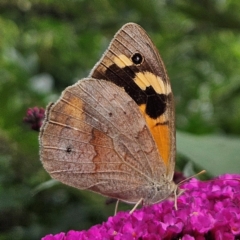 Heteronympha merope (Common Brown Butterfly) at QPRC LGA - 6 Mar 2024 by MatthewFrawley