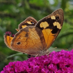 Heteronympha merope at QPRC LGA - 6 Mar 2024