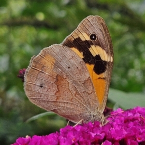 Heteronympha merope at QPRC LGA - 6 Mar 2024