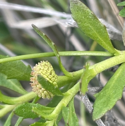 Centipeda cunninghamii (Common Sneezeweed) at Tennent, ACT - 6 Mar 2024 by JaneR