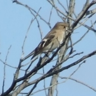 Petroica phoenicea (Flame Robin) at Epping, VIC - 15 Apr 2007 by WendyEM