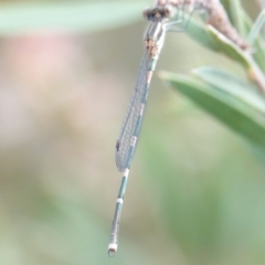 Austrolestes leda (Wandering Ringtail) at Hall, ACT - 6 Mar 2024 by Anna123