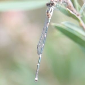 Austrolestes leda at Hall, ACT - 6 Mar 2024 05:50 PM