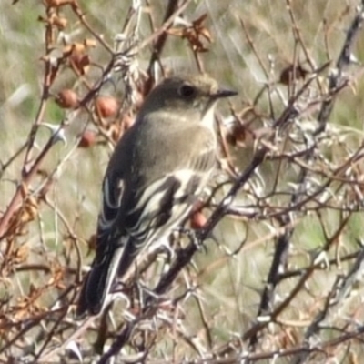 Petroica phoenicea (Flame Robin) at Campbellfield, VIC - 15 Apr 2007 by WendyEM