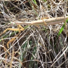 Tenodera australasiae (Purple-winged mantid) at Campbellfield, VIC - 15 Apr 2007 by WendyEM