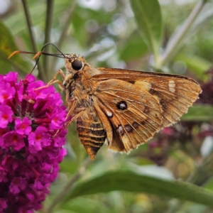 Trapezites symmomus at QPRC LGA - 6 Mar 2024